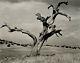 1938/72 Vintage ANSEL ADAMS Lone Dead Tree California Landscape Photo Art 11X14