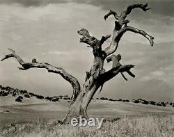 1938/72 Vintage ANSEL ADAMS Lone Dead Tree California Landscape Photo Art 11X14