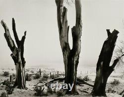 1960/72 Vintage ANSEL ADAMS Dead Trees Carson City NV Landscape Photo Art 11X14