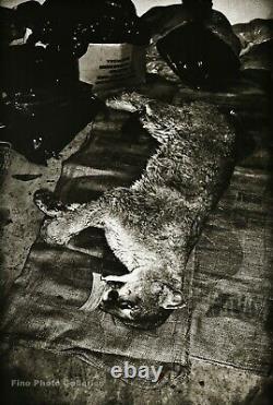 1992 Vintage HELMUT NEWTON Dead Mountain Lion Big Cat Cougar Animal Photo 12X16