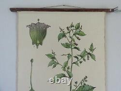 Vintage BELLADONNA school chart BOTANICAL wall hanging DEADLY NIGHTSHADE flower